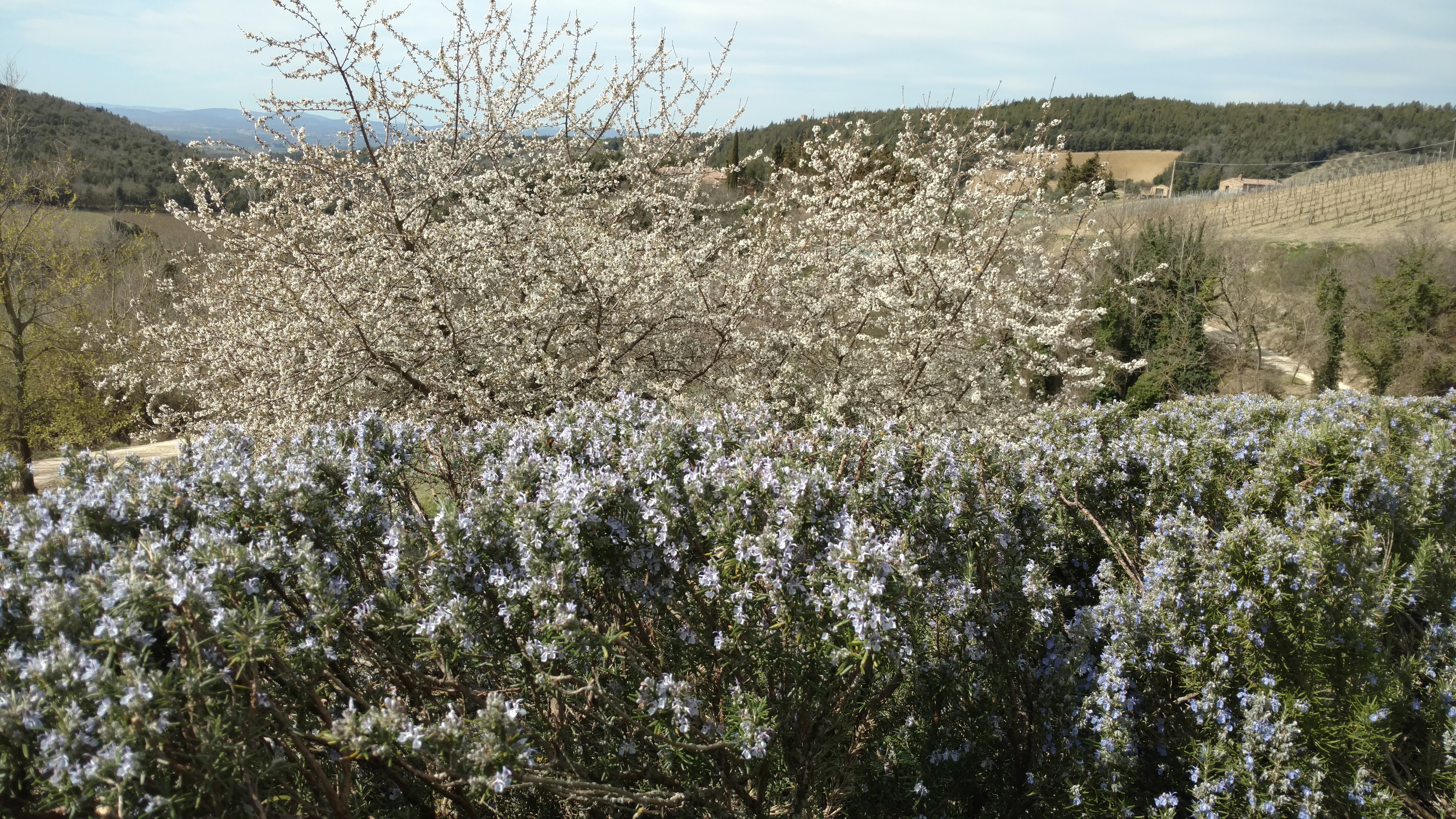 Primavera da mangiare